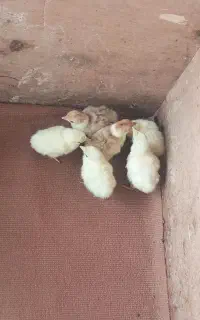 جوجه بقلمون بوربون