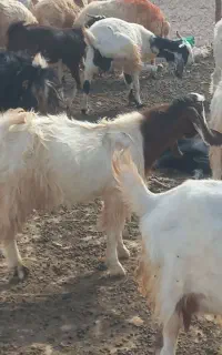 بزغاله نر