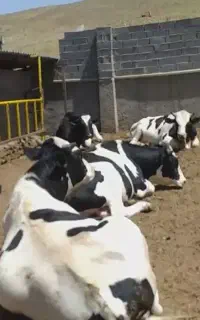گوساله نر هلشتاین صنعتی