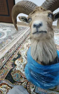 مجسمه بز کوهی