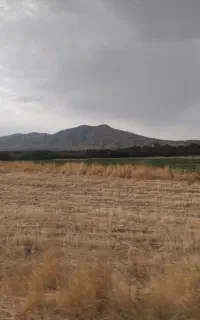 کود شیمیایی سفید