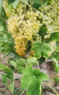 فروش انگور بالای ده مدل