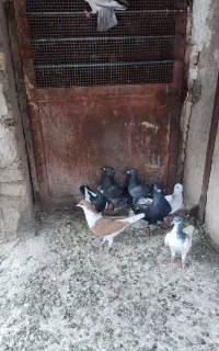 8عدد کبوتر ماده