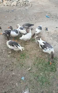 فروش غاز