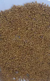 بذریونجه ۳ الی ۴چین درجه یک محصول خودم