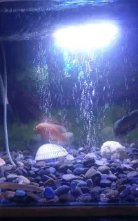 آکواریوم و تجهیزات