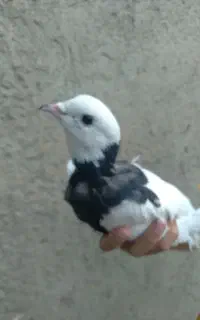 کبوتر طوقی