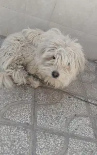 سگ بازیگوش و آموزش دیده