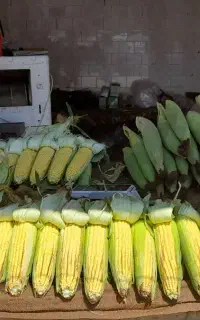 شیره بلال و ذرت مکزیکی عمده آرتین