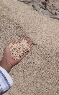 جو و کاه دییم