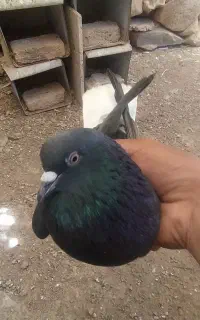 نر زاغ دم سفید