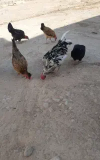 خروس چهل تاج