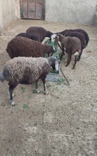 بره ماده سرخ افشاری جهت داشتی