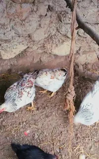 مرغ و خروس محلی تخمگذار