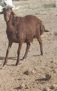شیشک نر