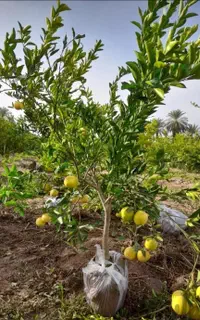 انواع نهال گرمسیری  مثمر و غیر مثمر