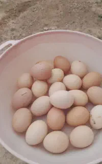 تخم لاری