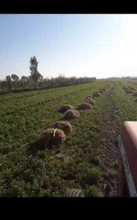 کارگر ساده