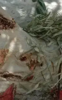 خرید ار انواع چوب وهرس