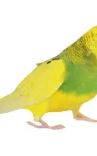 پرنده مرغ عشق گمشده