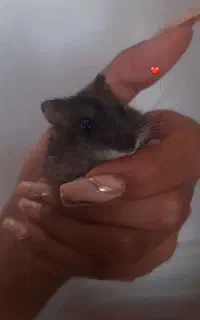 همستر