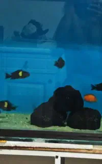 آکواریوم بزرگ