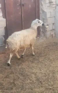 فروش میش