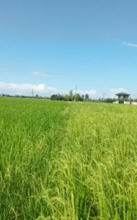 جایگزین تضمینی اوره