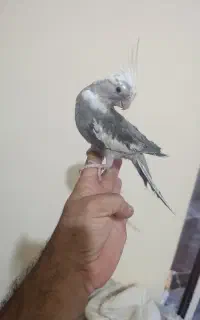 عروس هلندی سخنگو