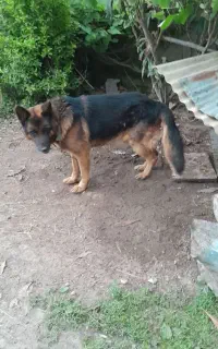 سگ ژرمن