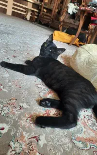 واگذاری گربه