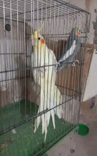 عروس هلندی مولد