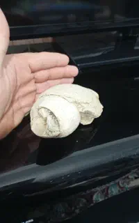 فسیل زیبا