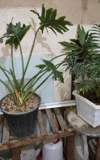 گل گیاه