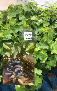 فروش نهال انگور (محلی و خارجی)/ ارسال از تاکستان
