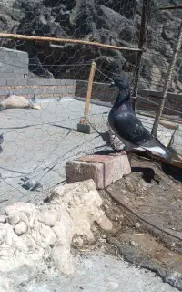 ماده جان آردن