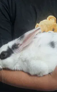 خرگوش