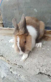 خرگوش خانگی