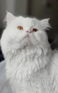 گربه پرشین سفید دال فیس دنبال جفت