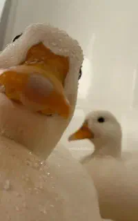 معاوضه عروسک