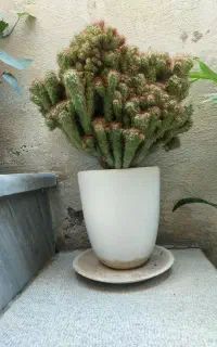 کاکتوس و گل