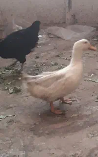 مرغ وخروس اردک