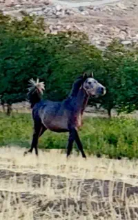 کره نریون نوه طاووس دست شکسته
