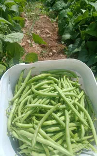 لوبیا سبز درجه یک