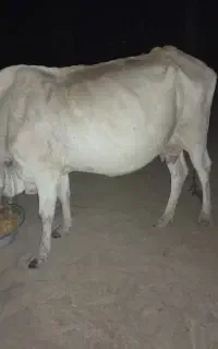 یه راس گاو ماده آبستن پنج ماهه