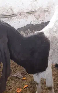 بز پاکستانی درجه۱ (عکس مال الان نیس)