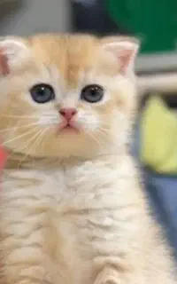 گربه بریتیش