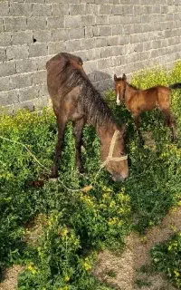 فروش مادیان با کره