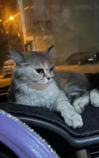 گربه پرشین
