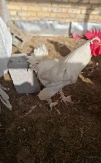 خروس دیلگونی